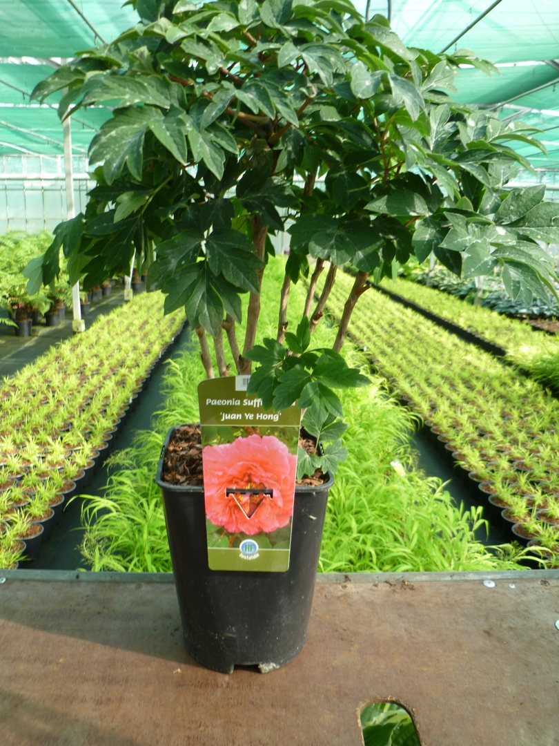 Paeonia Suffruticosa 'Juan Ye Hong' 5.5 L - 
8 takken